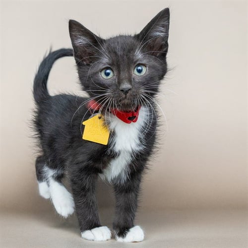 MI - Domestic Short Hair available for adoption