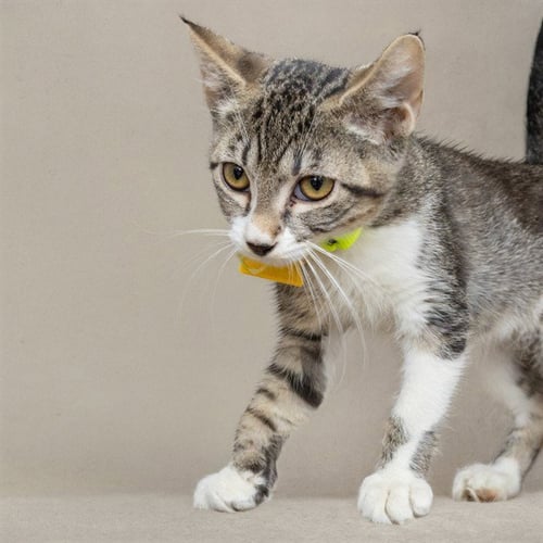 ALEXANDRITE - Domestic Short Hair available for adoption