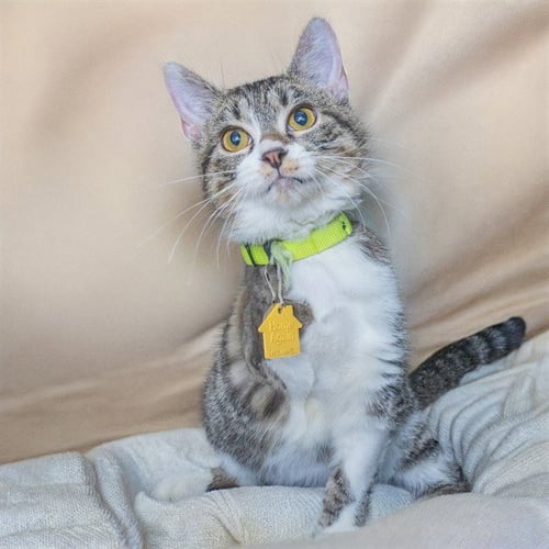 ALEXANDRITE - Domestic Short Hair available for adoption