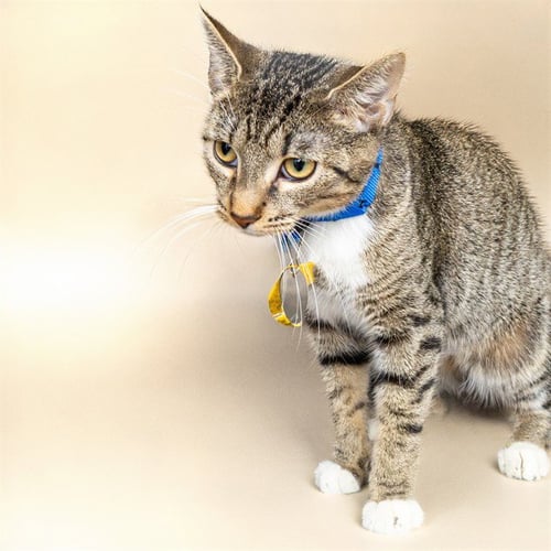 STARBUCKS - Domestic Short Hair for adoption in St. Louis