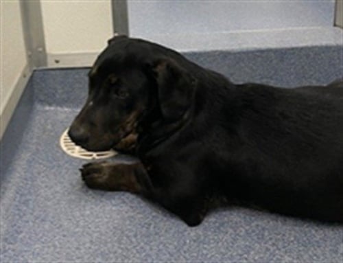 LOUIE - Dachshund / Labrador Retriever available for adoption