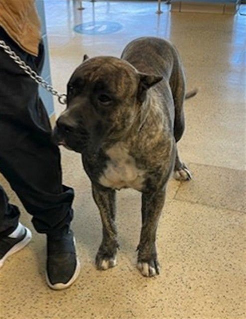 WINNIE - Presa Canario available for adoption