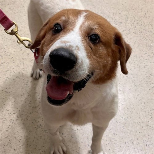 DONKEY - Great Pyrenees available for adoption