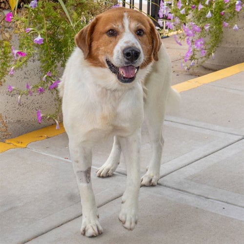 DONKEY - Great Pyrenees available for adoption