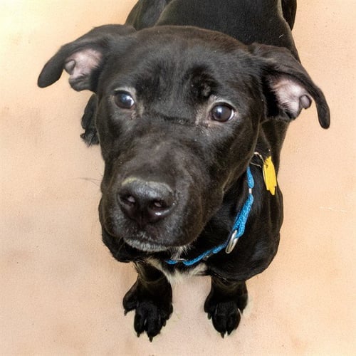LILO - Labrador Retriever / Plott Hound available for adoption