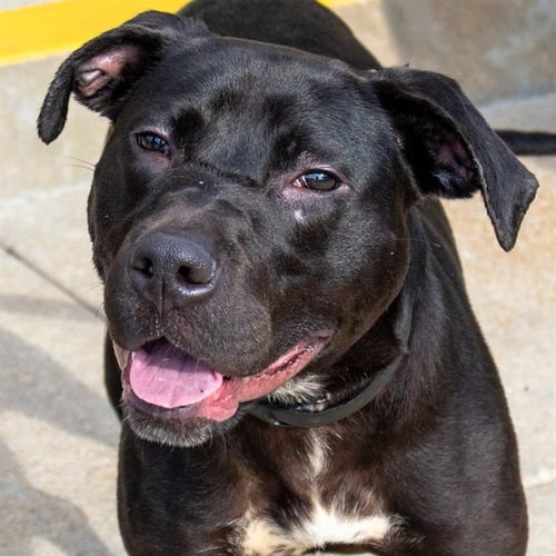 LILO - Pit Bull Terrier / Labrador Retriever available for adoption