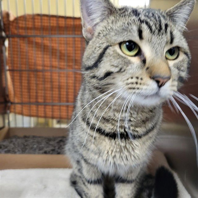 ROMEO - Domestic Short Hair available for adoption