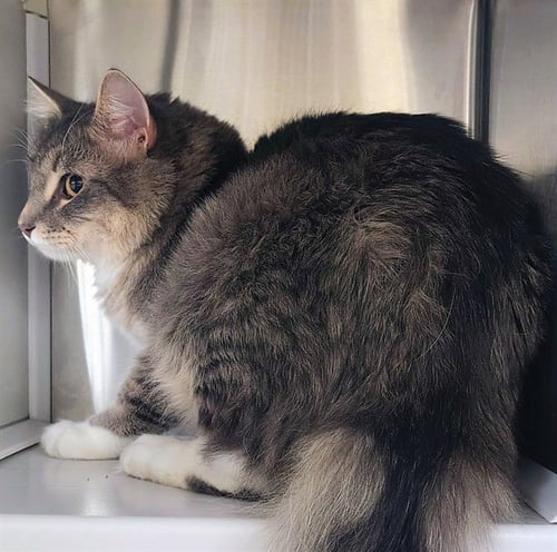 FERNANDO - Domestic Medium Hair available for adoption