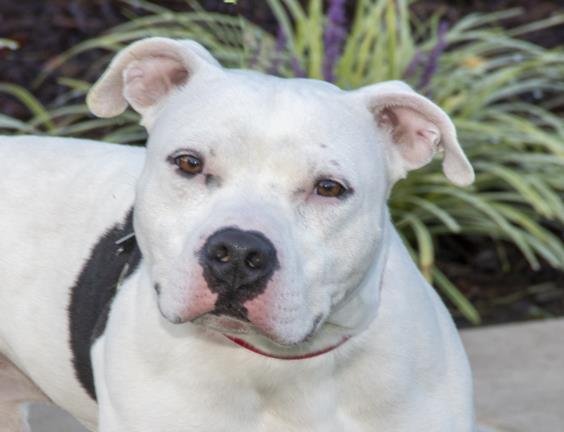 CHICO - Pit Bull Terrier available for adoption