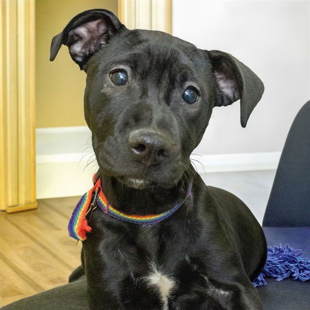 GRILLED CHEESE - Pit Bull Terrier / Labrador Retriever available for adoption