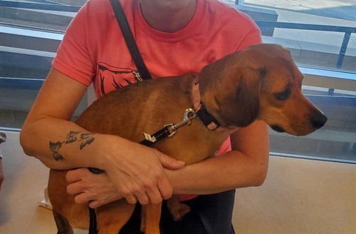 BELLA - Beagle available for adoption