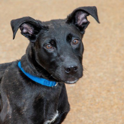 CHESTNUT - Pit Bull Terrier available for adoption
