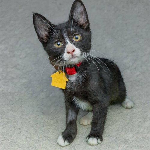 GALA - Domestic Short Hair available for adoption