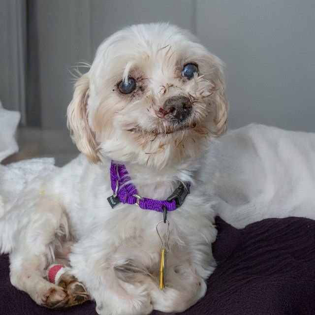 SUNNY - Maltese available for adoption