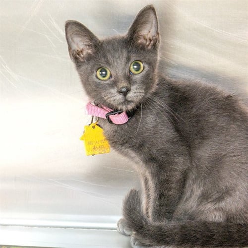 ZOA - Domestic Short Hair for adoption in St. Louis