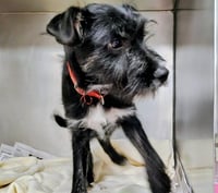LITTLEFOOT - Photo 1