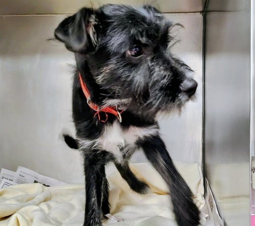 LITTLEFOOT - Miniature Schnauzer available for adoption
