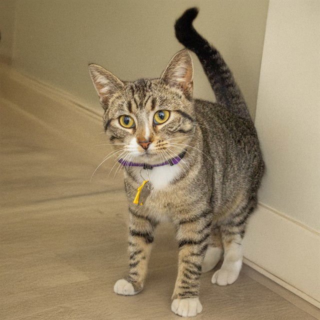 LONDON - Domestic Short Hair available for adoption