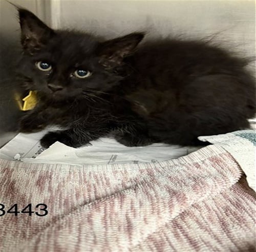 JOHN - Domestic Medium Hair available for adoption