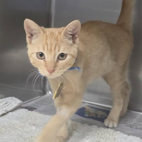 BETTY - Domestic Short Hair available for adoption
