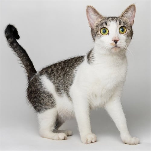 EDEN - Domestic Short Hair available for adoption