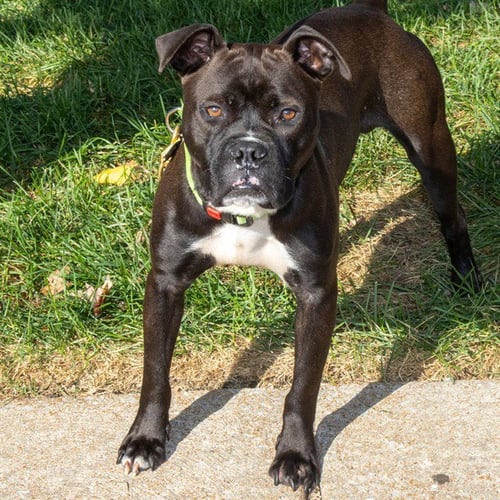 MATEO - Pit Bull Terrier available for adoption