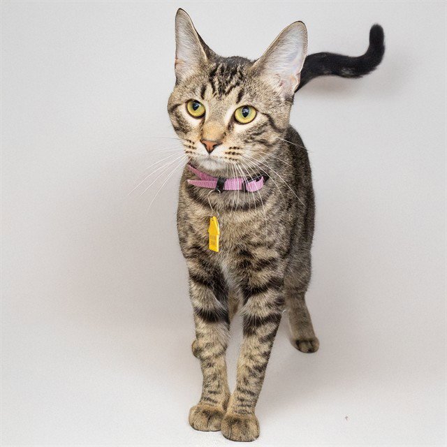 CHARLIE - Domestic Short Hair available for adoption