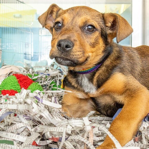 WALNUT - Australian Shepherd available for adoption