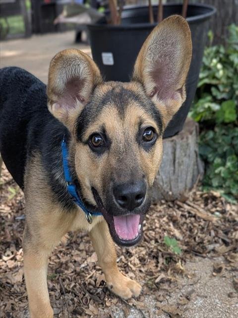 DEXTER - German Shepherd Dog available for adoption
