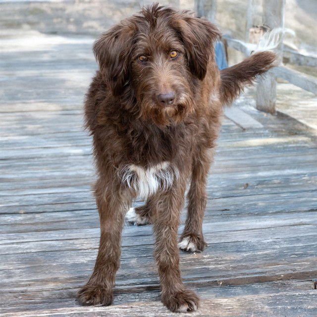 GLITTER - Bearded Collie available for adoption