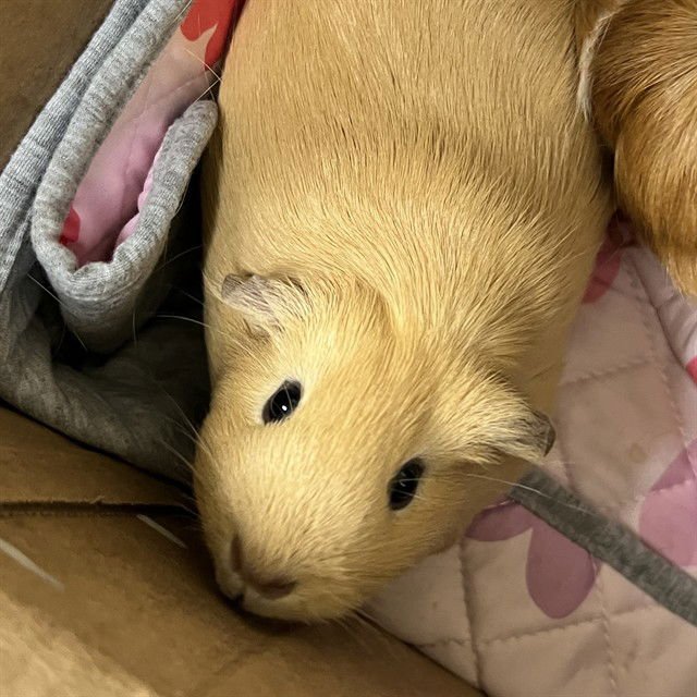 COCO - Guinea Pig available for adoption