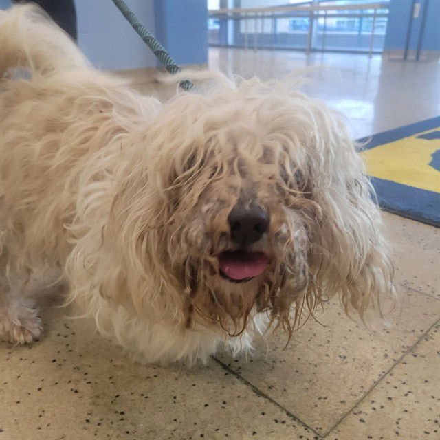 MEDJOOL - Shih Tzu available for adoption