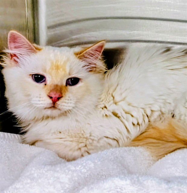 VALENTINO - Domestic Long Hair available for adoption