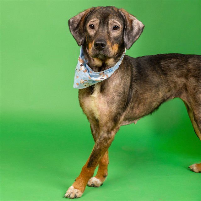 SALLY - German Shepherd Dog available for adoption