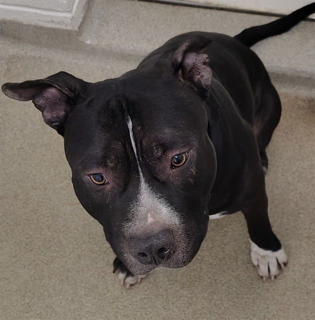 MISO SOUP - Pit Bull Terrier available for adoption