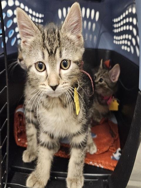 SNOWY - Domestic Short Hair available for adoption