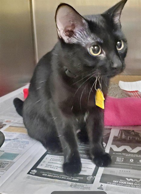 BOO - Domestic Short Hair available for adoption