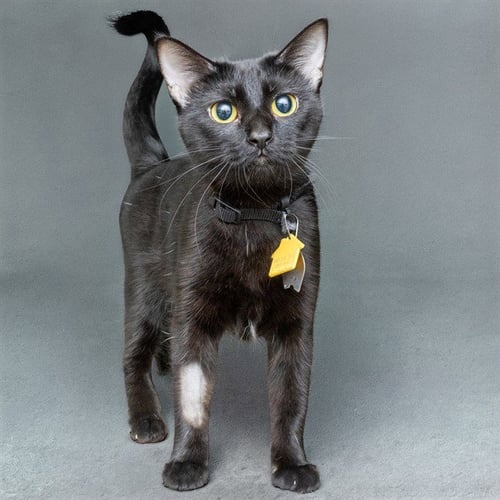 BOO - Domestic Short Hair available for adoption
