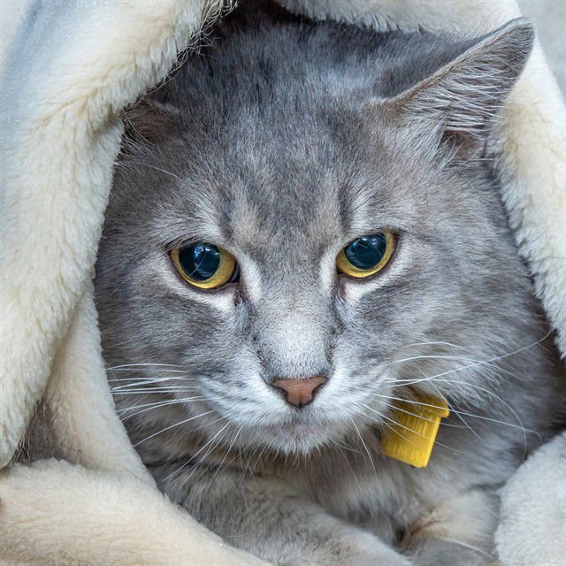 TOM YUM - Domestic Long Hair available for adoption