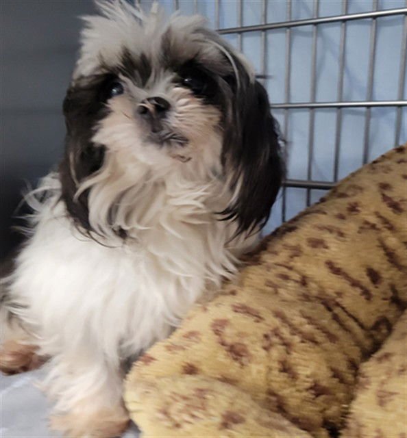 SYLVIE - Maltese / Shih Tzu available for adoption