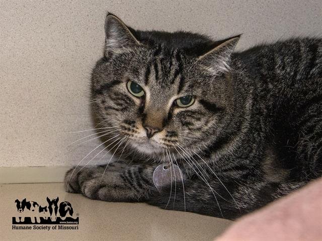 FLACKO - Domestic Short Hair available for adoption