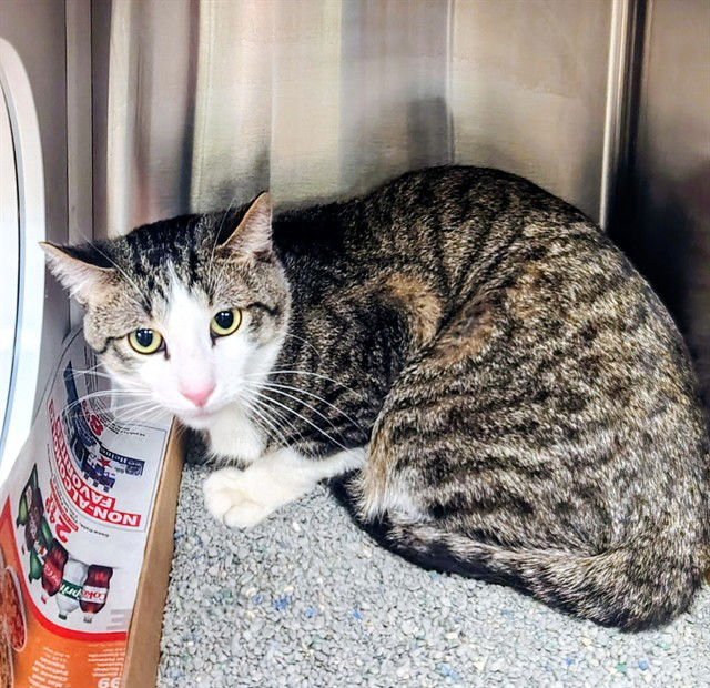 NIKE - Domestic Short Hair available for adoption