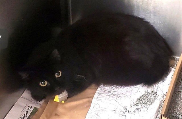 SARAI - Domestic Long Hair available for adoption