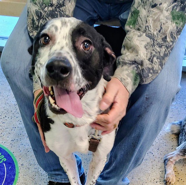 RANGER - Australian Cattle Dog/Blue Heeler / Pit Bull Terrier available for adoption