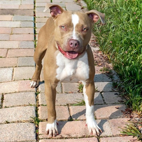 COCO - Pit Bull Terrier available for adoption