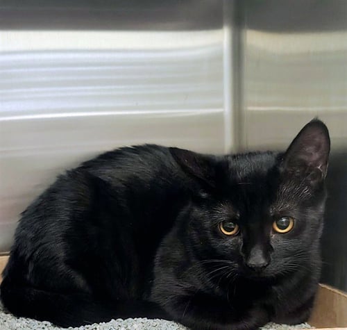 CHAR - Domestic Short Hair for adoption in St. Louis