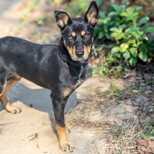 BABY - German Shepherd Dog available for adoption