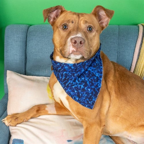 CUBS - Pit Bull Terrier available for adoption