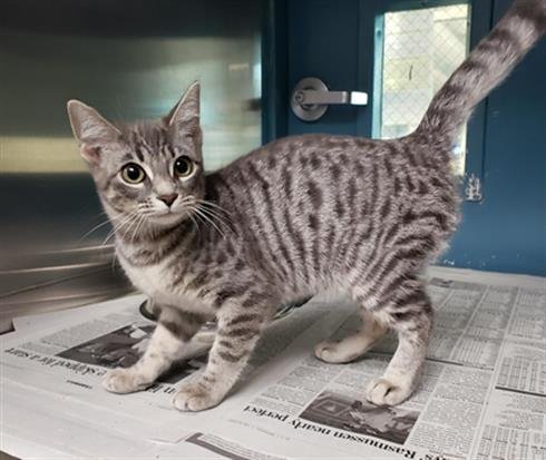 NOVA - Domestic Short Hair available for adoption