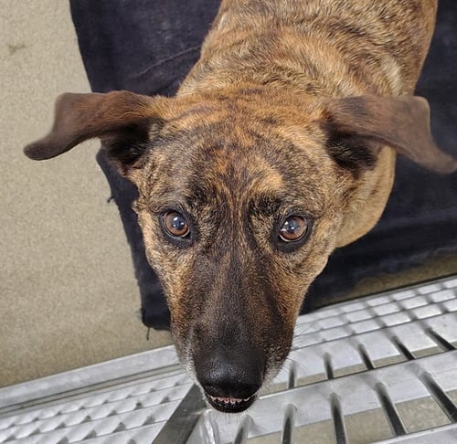 BELLA - Black Mouth Cur for adoption in St. Louis
